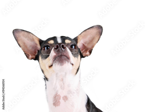 cute rat terrier looking up studio shot isolated on a white background