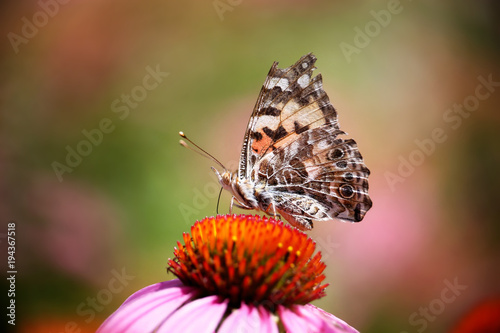 beautiful painted lady butterfly on a flower sipping nectar and spreading pollen on a warm summer day © annette shaff