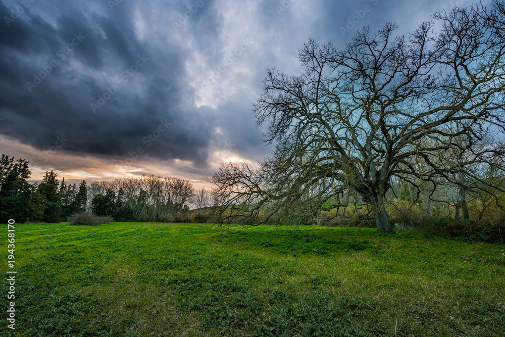 Fototapeta premium vecchio albero