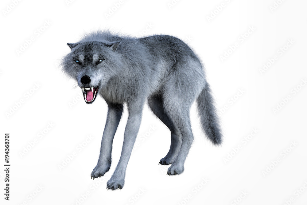 3D rendering of a white wolf isolated on white background 3D rendering of a white wolf isolated on white background