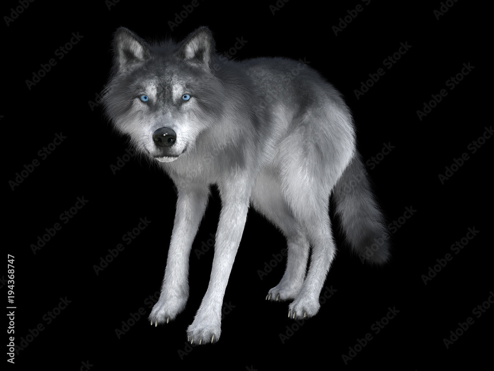 3D rendering of a white wolf isolated on black  background