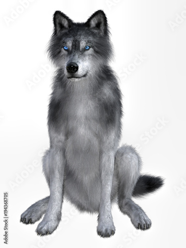 3D rendering of a white wolf isolated on white background © Carlos