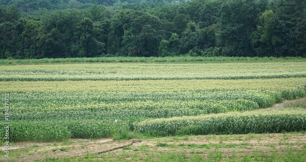 farm field with corn growing in summer