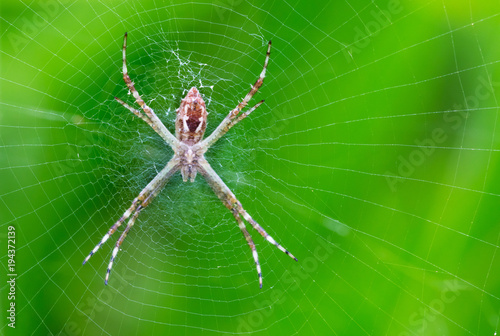 Aranha na teia e fundo verde. © JCLobo