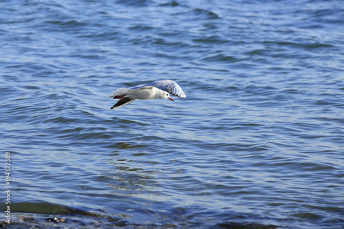 The beautiful seagulls are on the beach © zhengzaishanchu