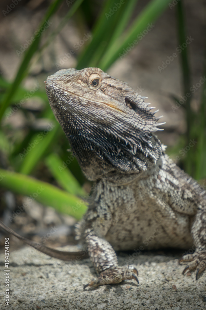 Bearded Dragon Posing for Viewer Vertical Selective Focus Bearded Dragon Posing for Viewer Vertical Selective Focus