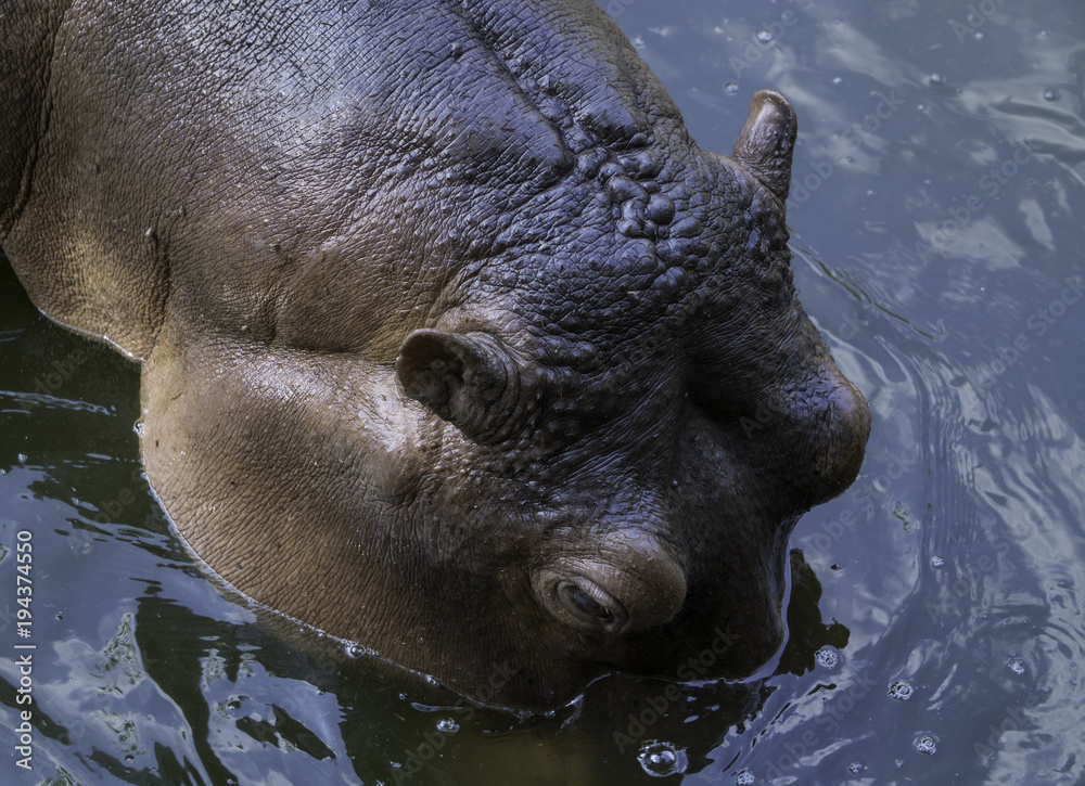 Hippopotamus showing secretion of sun screen liquid from sweat glands ...