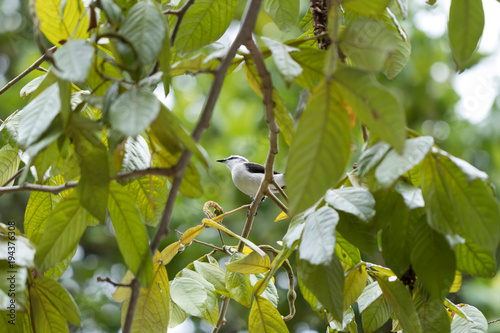 Amazing shoot of a beautiful Masked Water Tyrant  Fluvicola Neng