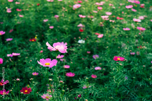 Close - up of Cosmos flower and pink starship flower on the  wayside, Macro of flower in the garden on morning.