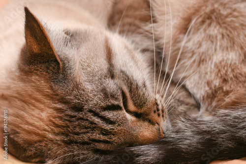 Thai cat sleeps curled into a ball in frosty weather photo