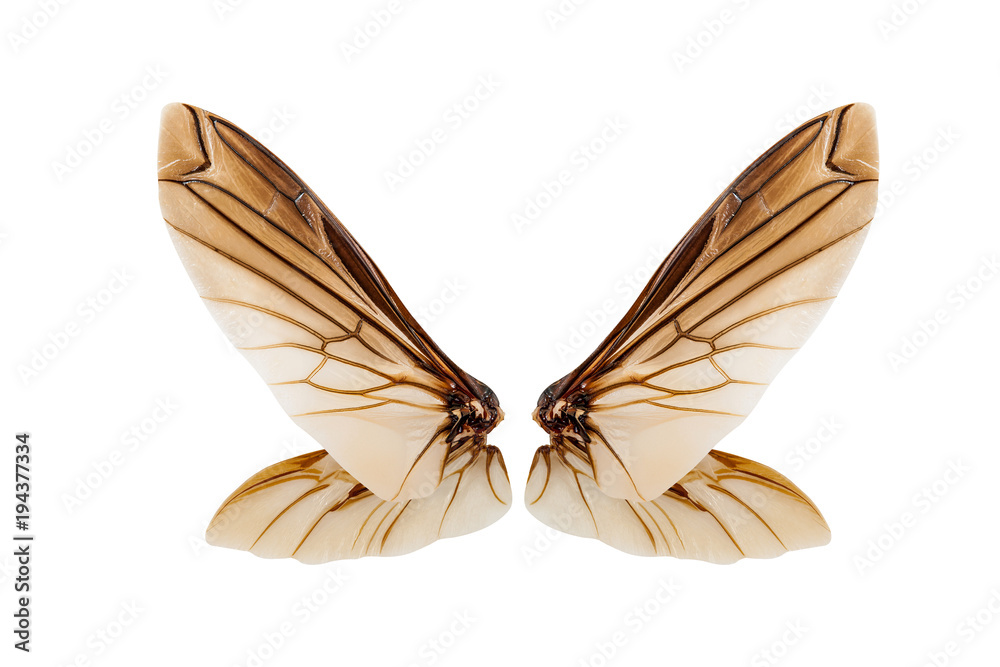 Fototapeta premium Wings of insect