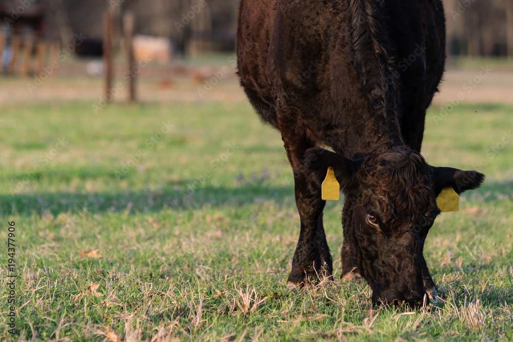 Curly Angus grazing with blank area to left Curly Angus grazing with blank area to left