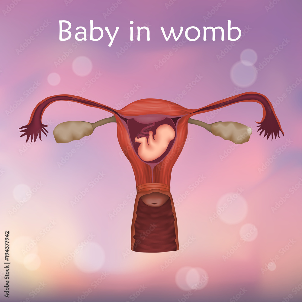 Embryo Baby Fetus In Uterus Womb Placenta Umbilical Cord Vector embryo-baby-fetus-in-uterus-womb-placenta-umbilical-cord-vector
