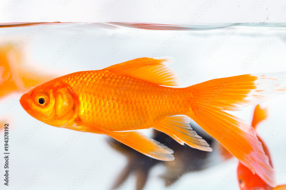 goldfish closeup in glass fish tank goldfish closeup in glass fish tank