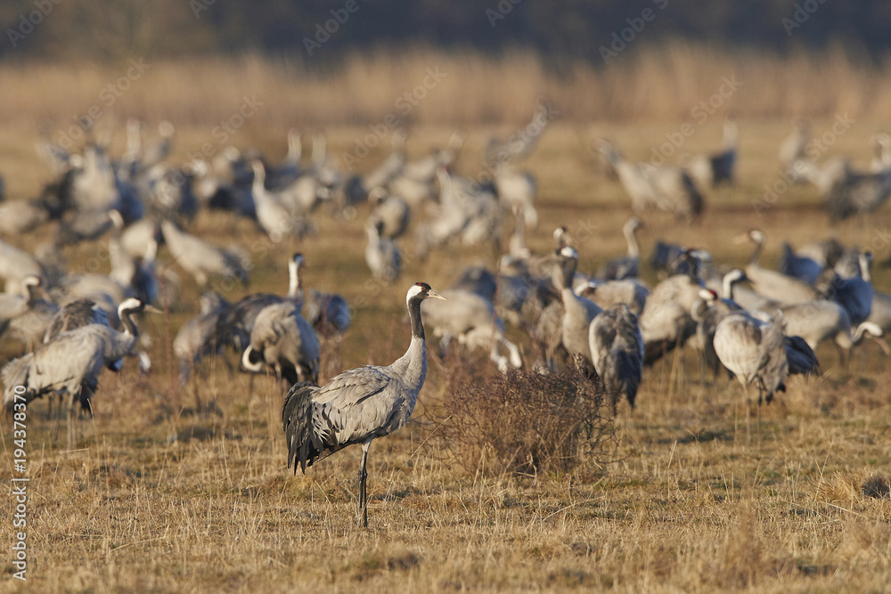 Obraz premium Common crane (Grus grus)