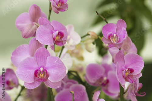 Beautiful picture of this amazing light fuchsia and white flower named Phalaenopsis Orchid. Close-up photography. Macro Lens.