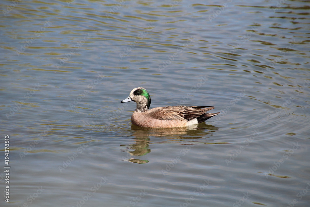 American Wigeon, Gold Bar Park, Edmonton, Alberta American Wigeon, Gold Bar Park, Edmonton, Alberta
