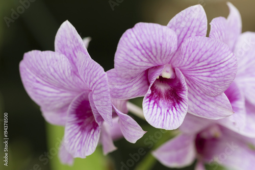 Beautiful picture of an amazing pink and white flower named Dendrobium Orchid. Close-up photography. Macro Lens.