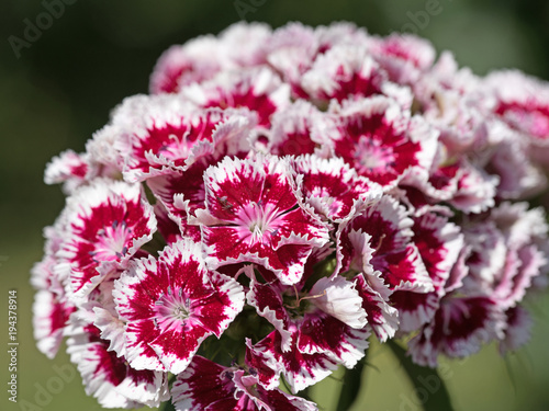 Bartnelken, Dianthus barbatus photo