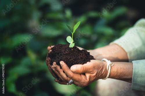 Plant a tree The soil and seedlings in the grandmother's hand
