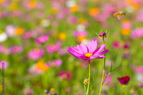 pink cosmos flower with blurred background