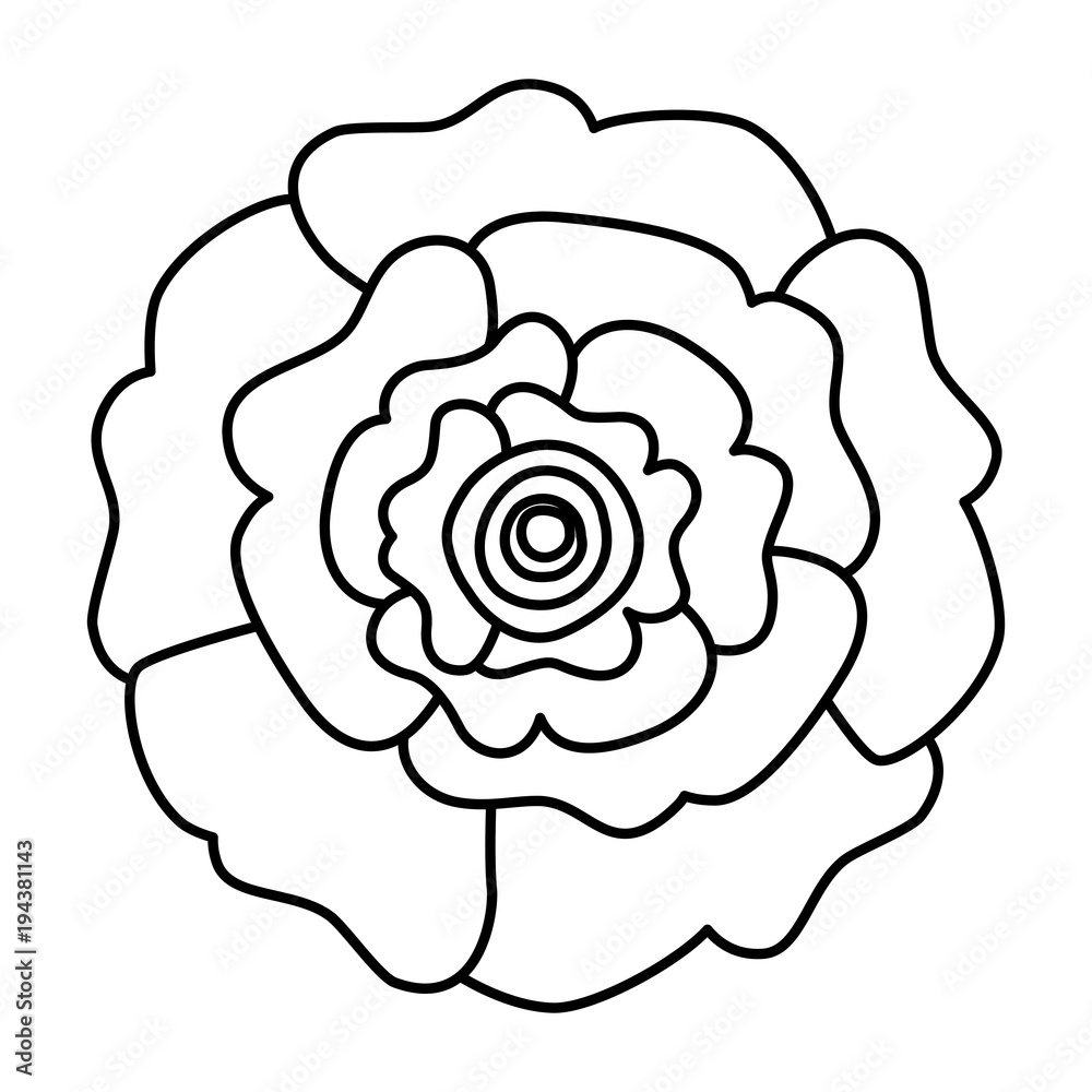 decorative natural carnation flower top view vector illustration outline image decorative natural carnation flower top view vector illustration outline image