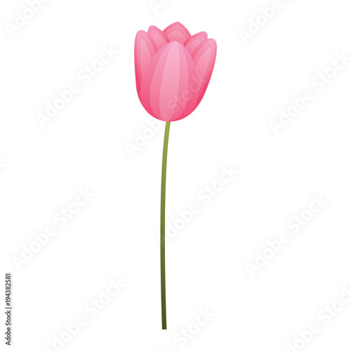 flower tulip natural decoration floral vector illustration