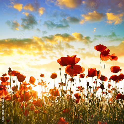 Fototapeta Naklejka Na Ścianę i Meble -  Red poppy flowers in the spring field at sunset.
