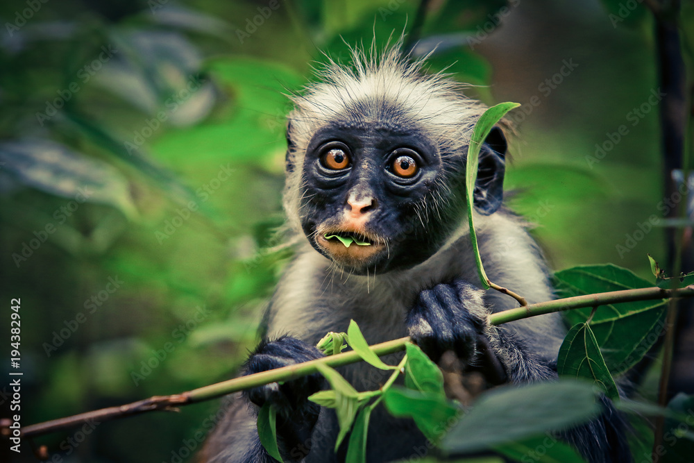 Colobus, Tanzanian monkey  - obrazy, fototapety, plakaty 