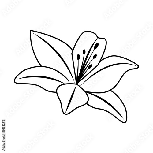 flower lily delicate decoration floral nature petals vector illustration outline desing
