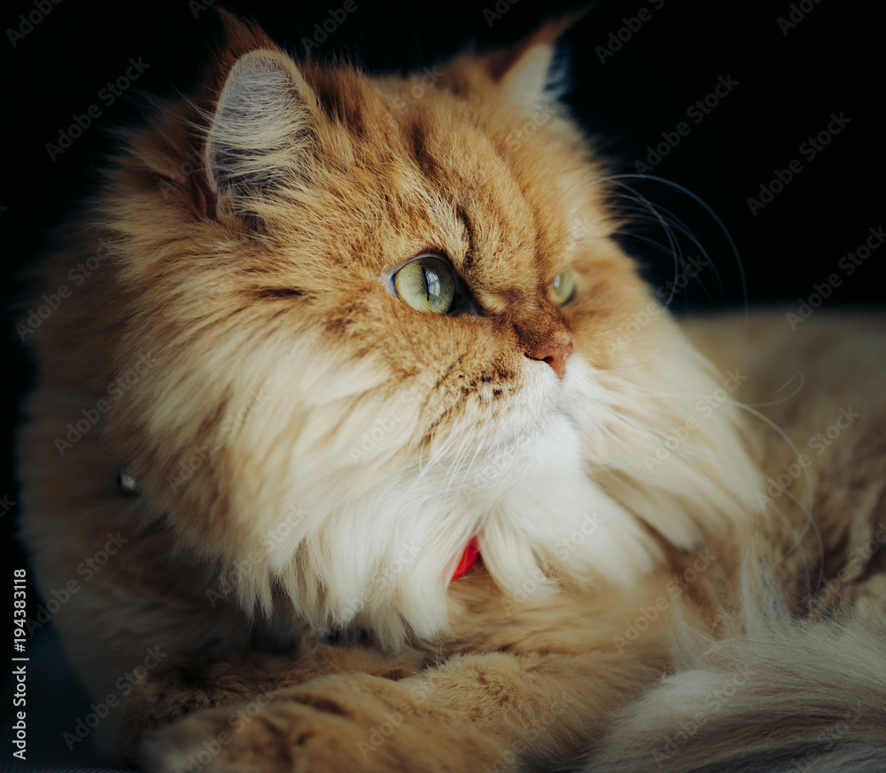 ginger cat looking at camera with green eyes on black background