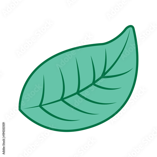 natural foliage leaf botanical icon vector illustration pink and green design