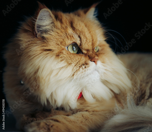 ginger cat looking at camera with green eyes on black background