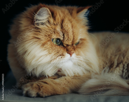 ginger cat looking at camera with green eyes on black background