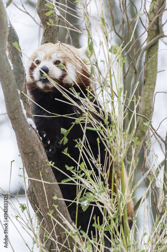 Fototapeta Naklejka Na Ścianę i Meble -  Panda red eating bamboo leaves in winter.