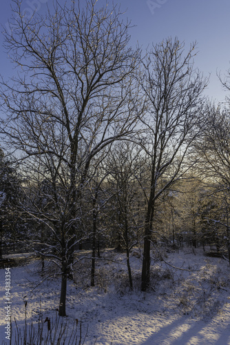 sunrise through the winter woods with snow on the ground and glistening trees