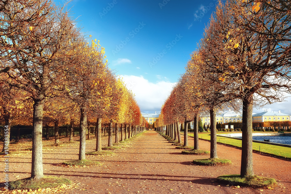 Naklejka premium autumn alley in the park / autumn walk in the city park, weekends alone. The concept of calm and autumn freshness among trees and branches with yellow leaves