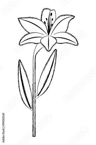 flower lily natural leaves plant decoration vector illustration sketch image