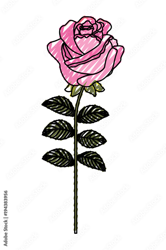 Obraz premium delicate flower rose stem leaves nature decoration vector illustration drawing image