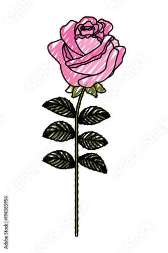 delicate flower rose stem leaves nature decoration vector illustration drawing image