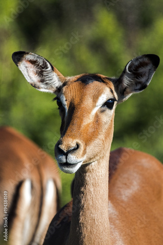 Face and Neck of Wild Thompsons Gazelle
