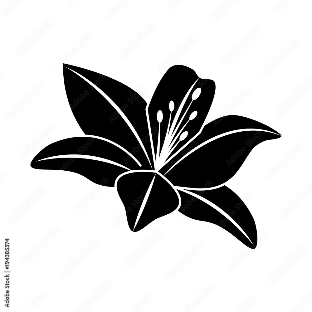 Obraz premium flower lily delicate decoration floral nature petals vector illustration black image