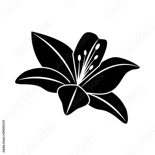 flower lily delicate decoration floral nature petals vector illustration black image