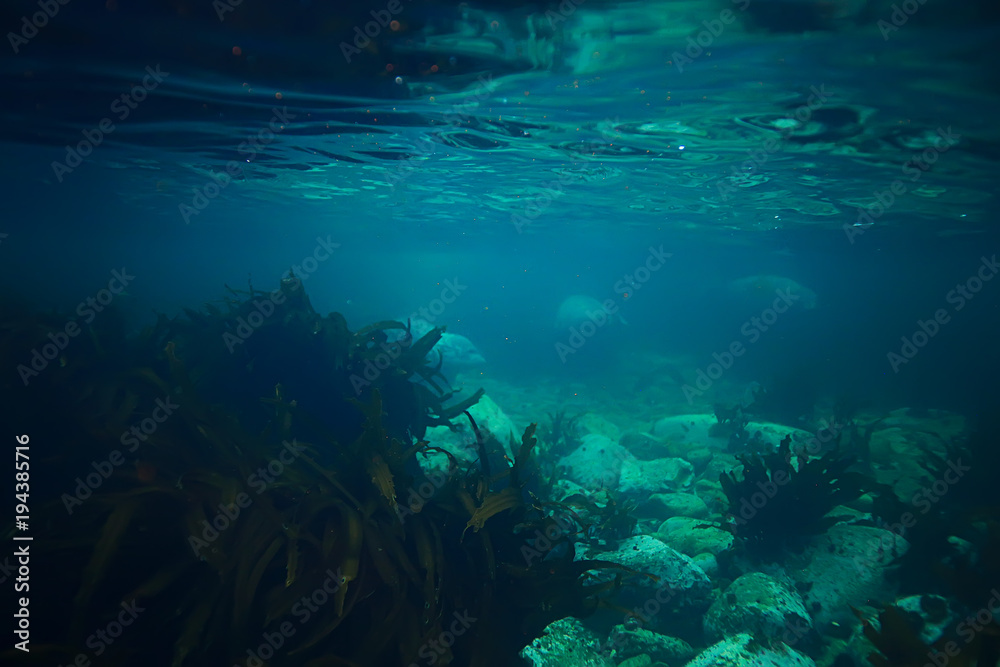 Fototapeta premium underwater landscape