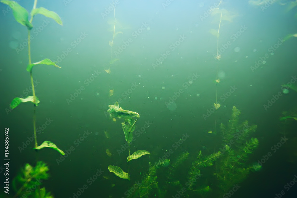 Fototapeta premium green grass underwater
