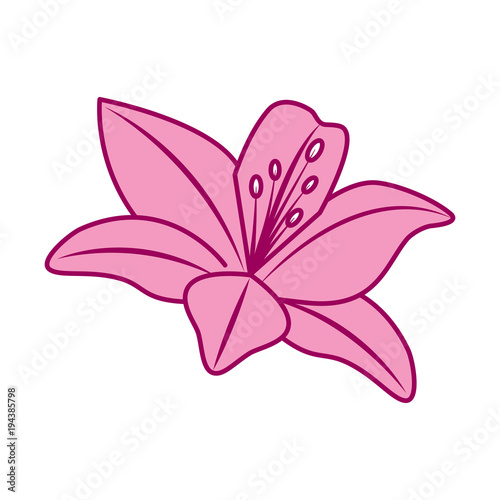 flower lily delicate decoration floral nature petals vector illustration