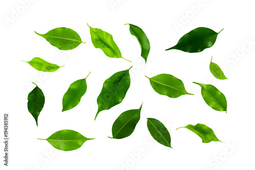 leaf isolated on white