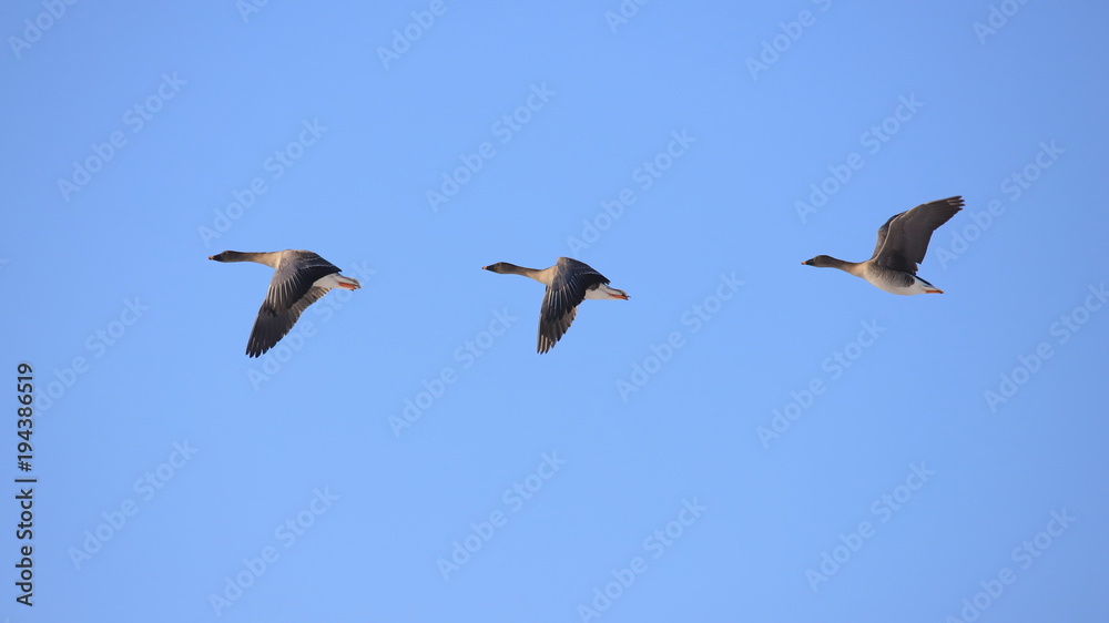 Obraz premium オオヒシクイ（16：9） Taiga bean goose