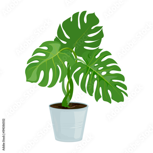 plant in the pot. isolated