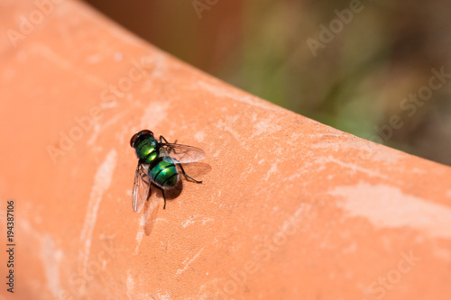 green fly isolated